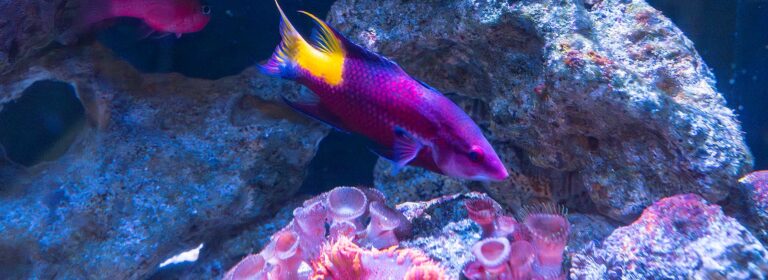 Key West Aquarium fish