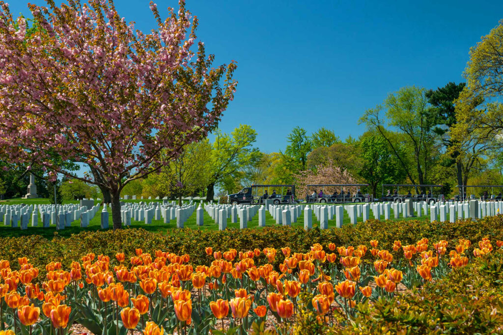 tulips at arlington national cemetery