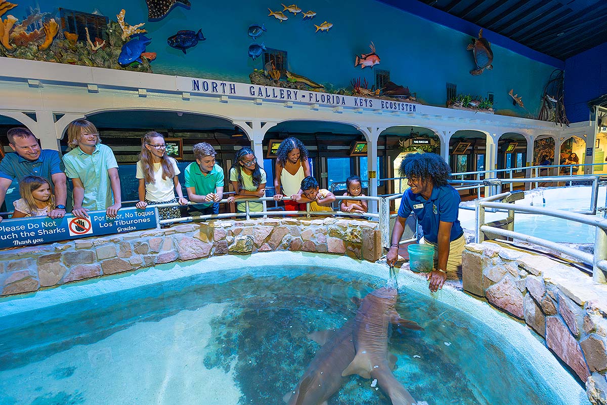 guide feeding shark while guests look on at the Key West Aquarium