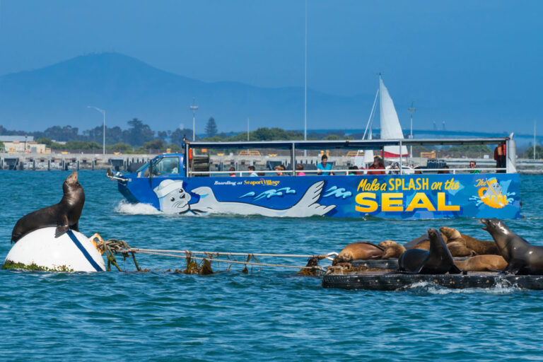 San Diego SEAL Tours at sea and guests viewing seals