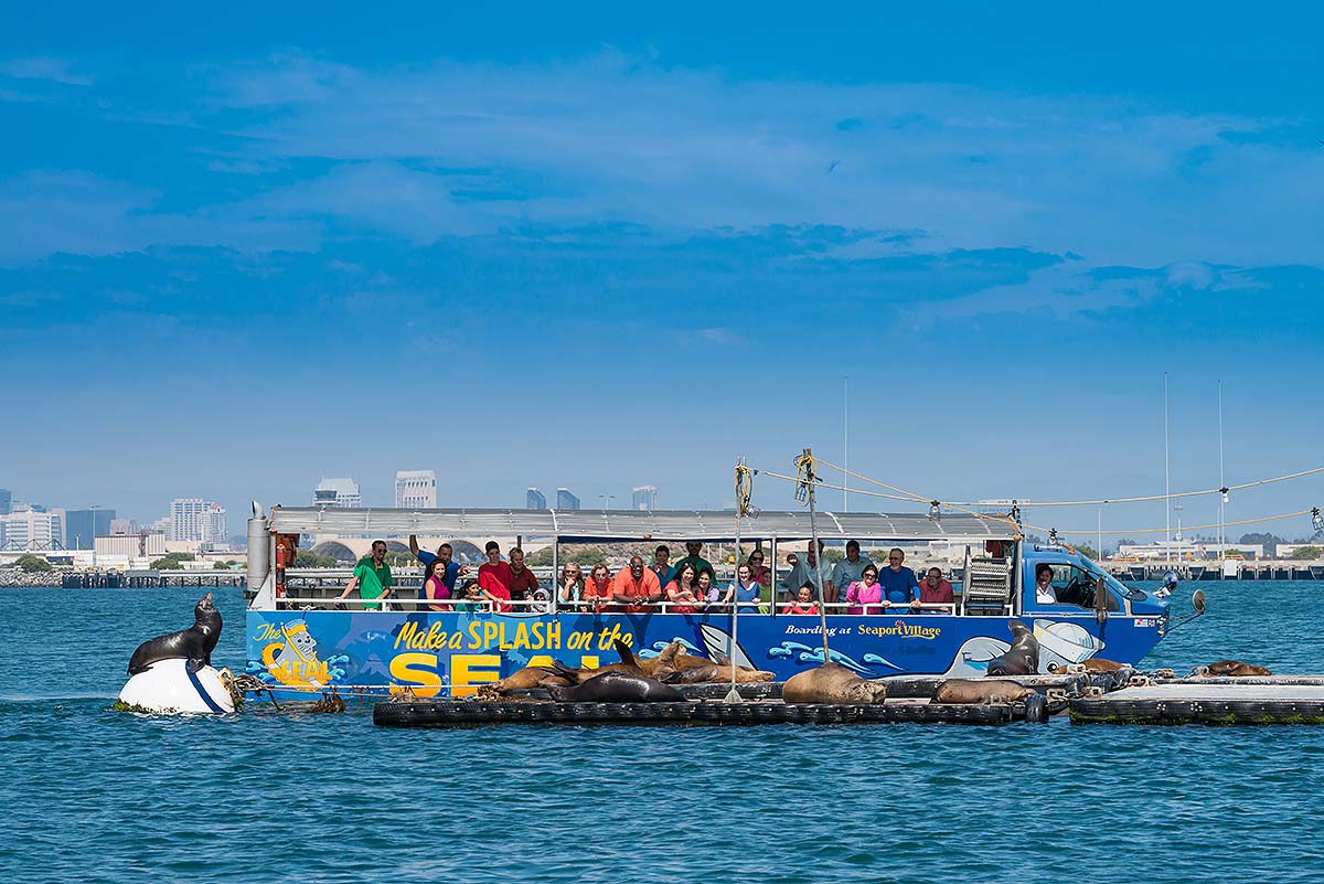 guests aboard San Diego SEAL Tours viewing sea lions