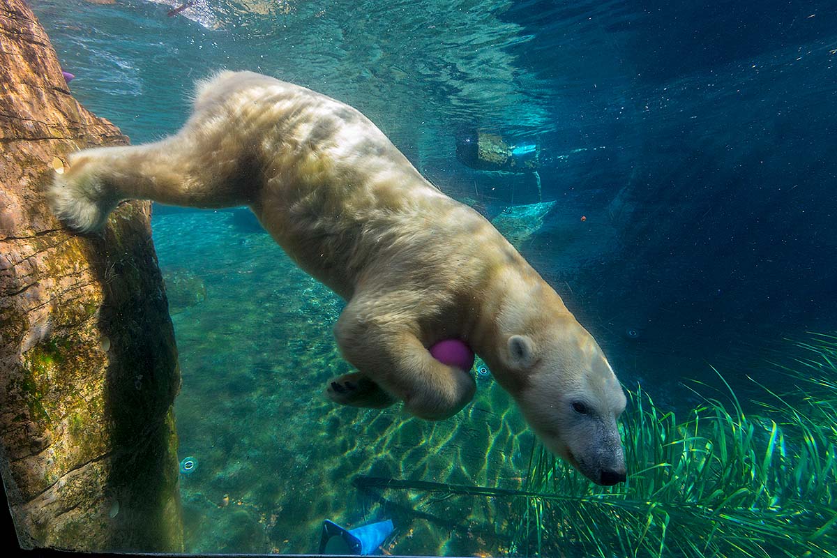 San Diego Zoo polar bear