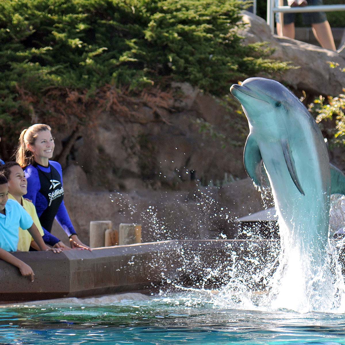 SeaWorld dolphin