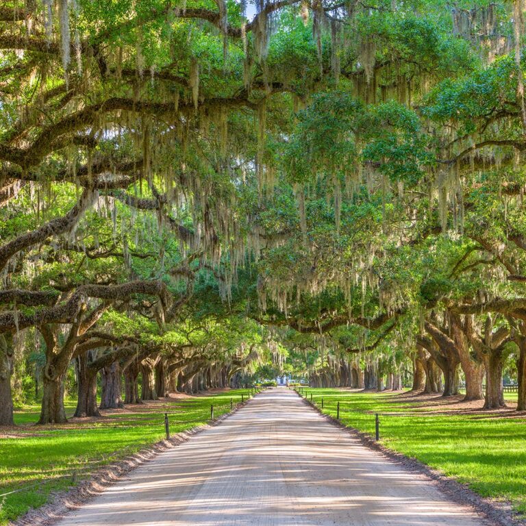 Boone Hall Plantation oak trees