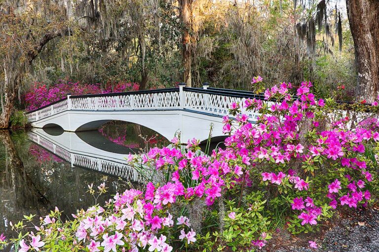 bridge at Magnolia Plantation & Gardens in Charleston
