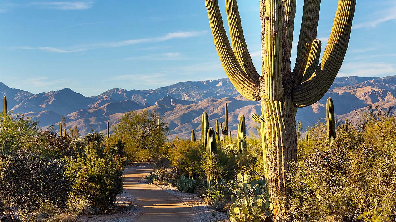 A view of the Saguaro National Park surrounded by cactus trees