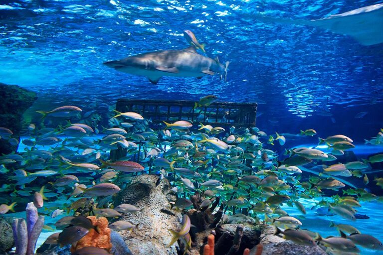 South Carolina Aquarium fish and shark tank
