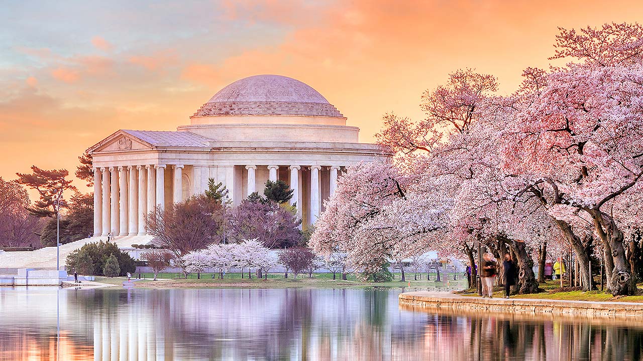 Washington DC Jefferson Memorial and cherry blossoms